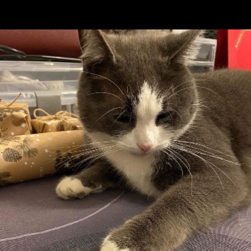 BE228536 - Speedy - Chat perdu - Wasmes AnimalWeb Belgique
