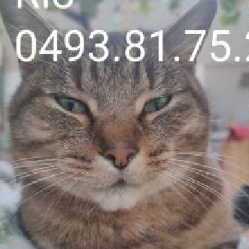 #BE228538 - Chat perdu #BE228538 - Chat perdu