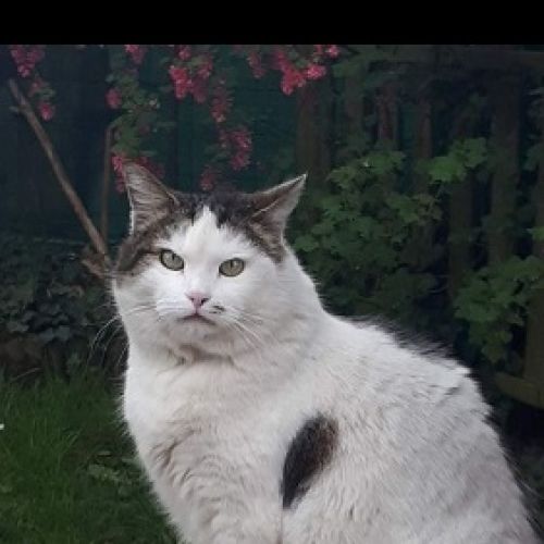 BE228539 - Dio - Chat perdu - Gilly AnimalWeb Belgique