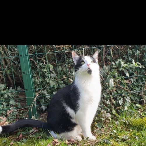 BE228544 - Ramsès - Chat perdu - Marche-en-Famenne AnimalWeb Belgique