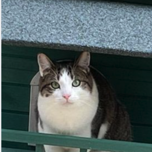 BE228548 - Omar - Chat perdu - Virginal-Samme AnimalWeb Belgique