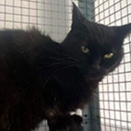 BE228557 - Louloute - Chat à Adopter - Orcq AnimalWeb Belgique