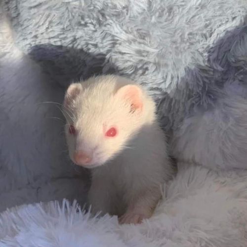 BE228570 - Zoé - Furet perdu - Oupeye AnimalWeb Belgique