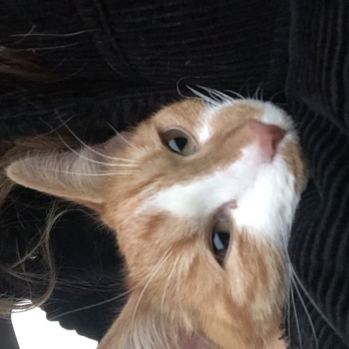 BE228572 - Chat Trouvé - Braine-le-Château AnimalWeb Belgique