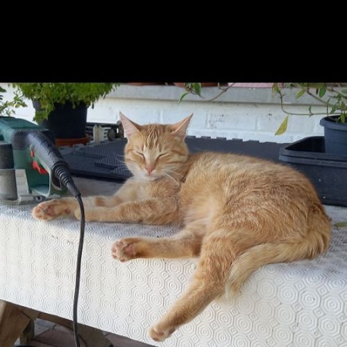 BE228574 - Pavlov - Chat perdu - Les Avins AnimalWeb Belgique