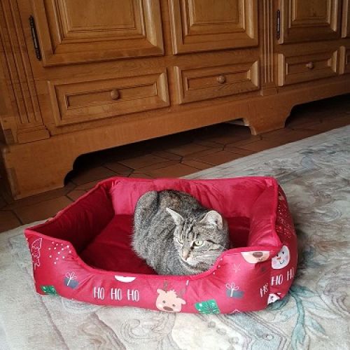 BE228572 - Chat Trouvé - Clabecq AnimalWeb Belgique
