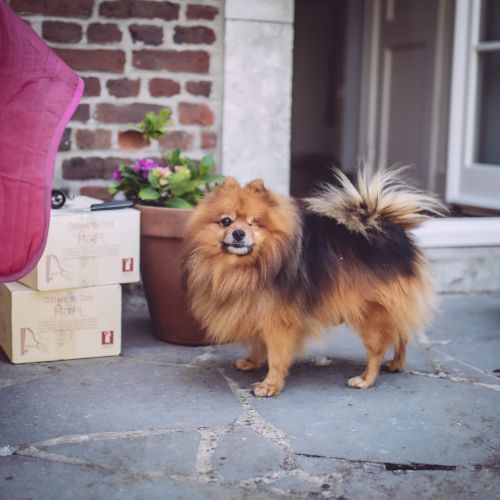 BE228583 - Derby - Chien perdu - Incourt AnimalWeb Belgique