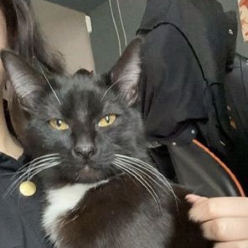 BE228585 - Karma - Chat perdu - Ath AnimalWeb Belgique