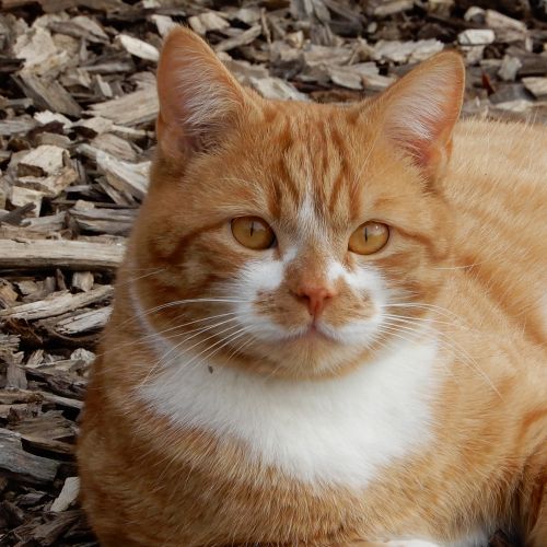 BE228595 - Merlin - Chat perdu - Bas Oha AnimalWeb Belgique