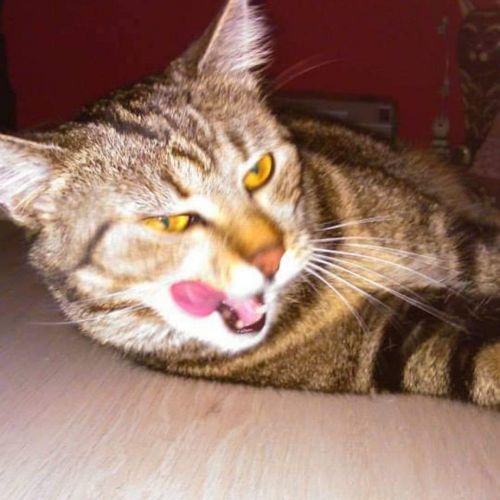 BE228596 - Cali - Chat perdu - Anderlues AnimalWeb Belgique