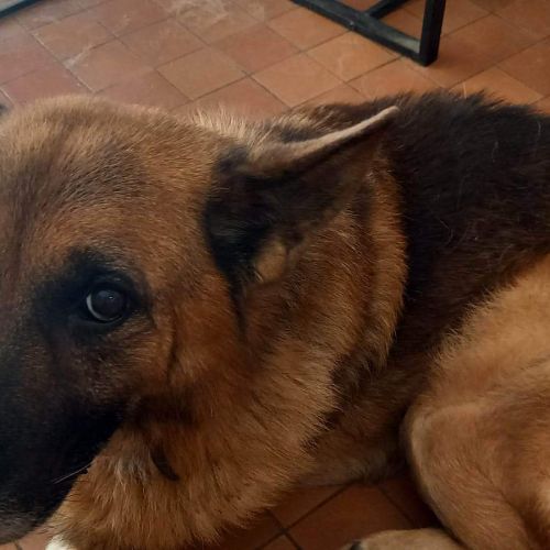 BE228607 - Nash - Chien perdu - Wonck AnimalWeb Belgique