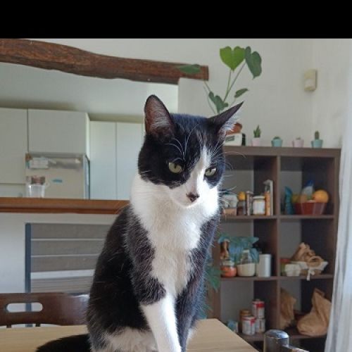 BE228608 - Yuki - Chat perdu - Uccle AnimalWeb Belgique