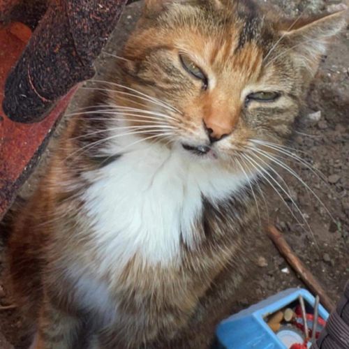 BE228610 - Pitchoune - Chat perdu - Herstal AnimalWeb Belgique