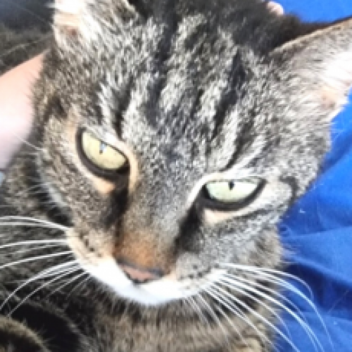 #BE228611 - Koumal - Chat perdu - Genval AnimalWeb Belgique