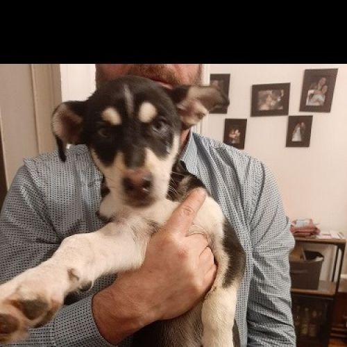 BE228619 - Chien trouvé - La Louvière AnimalWeb Belgique