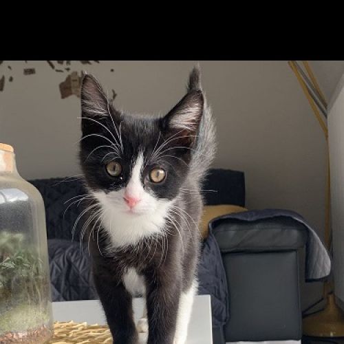 BE228633 - Chat trouvé - Chatelineau AnimalWeb Belgique