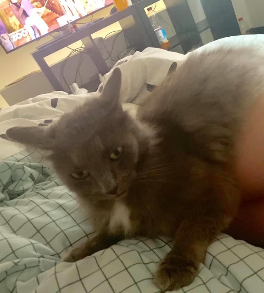 Chat Perdu A Houtain Le Val Animalweb