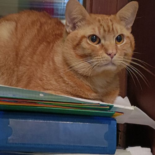 BE228628 - chat trouvé - Schaerbeek AnimalWeb Belgique