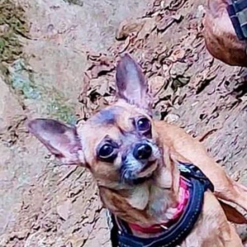 BE228648 - Hoanna - Chien perdu - Nivelles AnimalWeb Belgique
