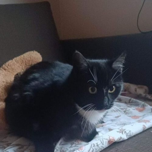 BE228663 - Chat trouvé - Beersel AnimalWeb Belgique