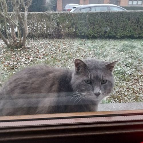 Chat trouvé - Nalinnes - AnimalWeb Belgique BE228668 - Chat trouvé - Nalinnes