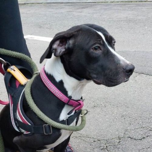 Freya - Chien à Adopter - La Louvière - AnimalWeb Belgique BE228685 - Freya - Chien à Adopter - La Louvière