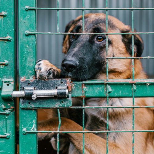Adopter un chiot ou un chien adulte dans un refuge Adopter un chiot ou un chien adulte dans un refuge