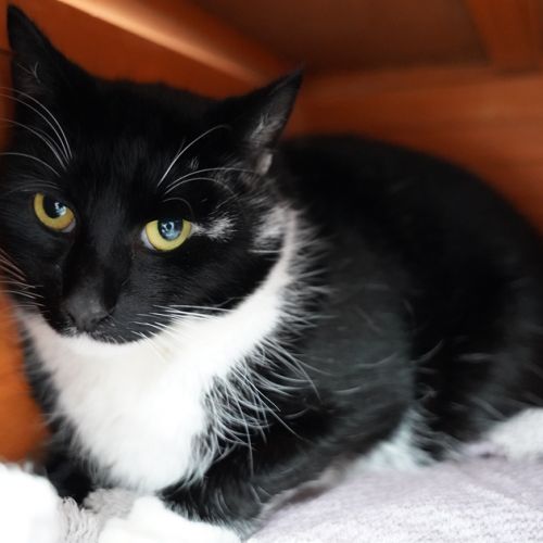 BE2287739 - Bernard - Chat à adopter - Braine-le-Château Bernard - Chat à adopter - Braine-le-Château - AnimalWeb Belgique
