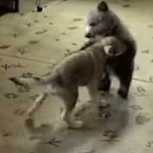 Un bébé ours et un bébé loup jouent ensemble (Vidéo) Un bébé ours et un bébé loup jouent ensemble (Vidéo)