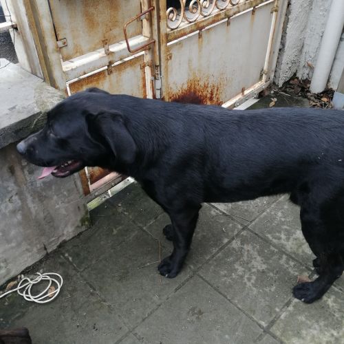BE228775 - Chien trouvé - La Louvière Chien trouvé - La Louvière - AnimalWeb Belgique