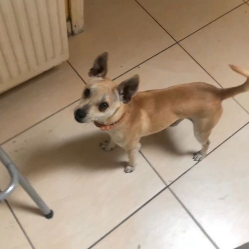 BE2308810 - Puppy - Chien perdu - Uccle Puppy - Chien perdu - Uccle - AnimalWeb Belgique