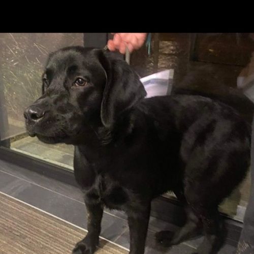 BE2308815 - Chien trouvé - Uccle Chien trouvé - Uccle - AnimalWeb Belgique