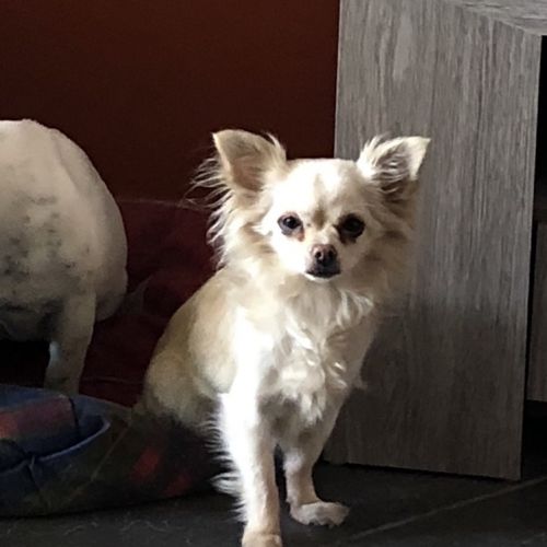 BE2308830 - Shanna - Chien perdu - Wandre Shanna - Chien perdu - Wandre - AnimalWeb Belgique