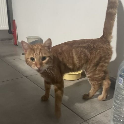 BE2308838 - Chat trouvé - Monceau-sur-Sambre Chat trouvé - Monceau-sur-Sambre - AnimalWeb Belgique