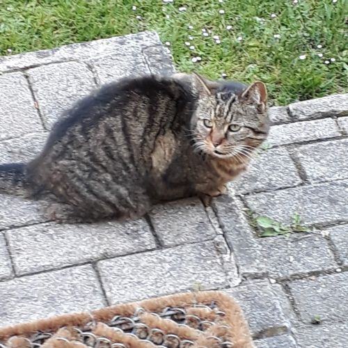 Chat trouvés Namur Chat trouvés Namur