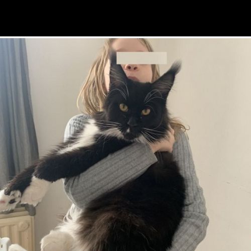 BE2308879 - Parker - Chat perdu - Vossem Parker - Chat perdu - Vossem - AnimalWeb Belgique