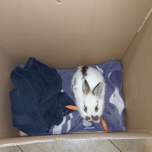 BE2308946 - Lapin trouvé - Anderlecht BE2308946 - Lapin trouvé - Anderlecht - AnimalWeb Belgique