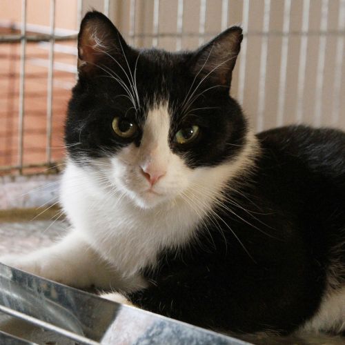 BE2308959 - Mirko - Chat à adopter - Leuze-en-Hainaut BE2308959 - Mirko - Chat à adopter - Leuze-en-Hainaut - AnimalWeb Belg