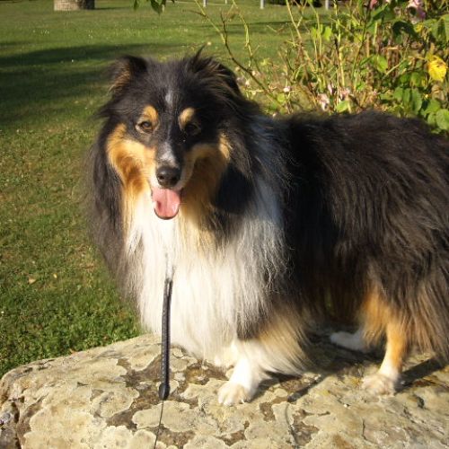 BE2308961 - Alex - Chien perdu - Suisse BE2308961 - Alex - Chien perdu - Suisse - AnimalWeb Belgique