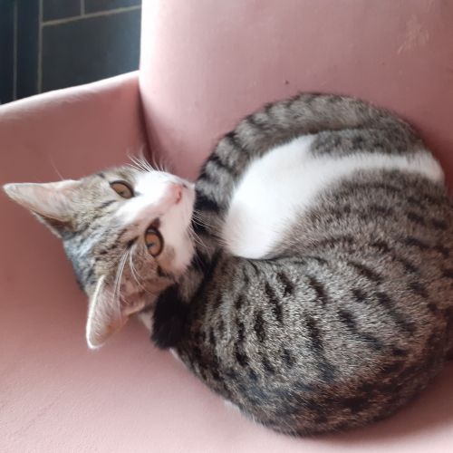BE2308971 - Nino - Chat perdu - Hyon BE2308971 - Nino - Chat perdu - Hyon - AnimalWeb Belgique