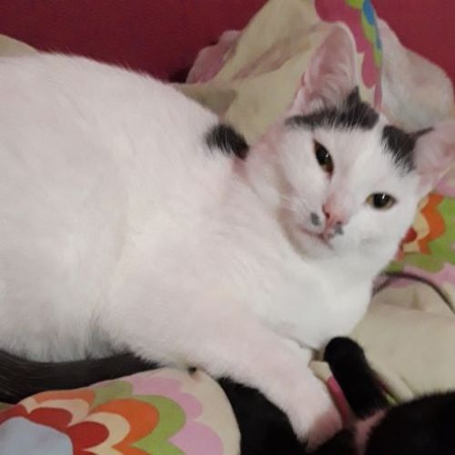 BE2308979 - Bernard - Chat perdu - Stoumont BE2308979 - Bernard - Chat perdu - Stoumont - AnimalWeb Belgique