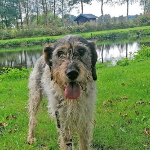 BE2308980 - Rocksanne - Chien perdu - Vielsalm BE2308980 - Rocksanne - Chien perdu - Vielsalm - AnimalWeb Belgique