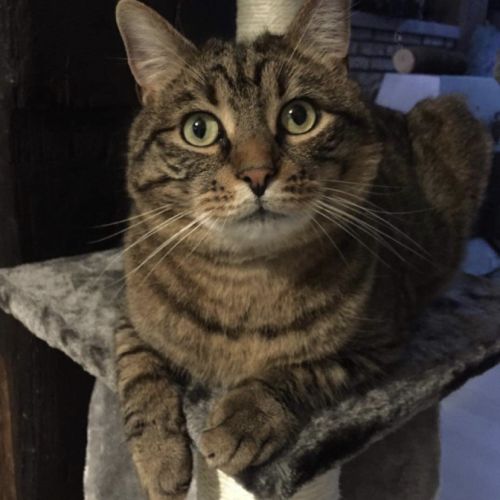 BE2308983 - Paco - Chat perdu - Ans BE2308983 - Paco - Chat perdu - Ans - AnimalWeb Belgique