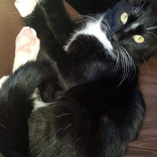Batou (Bébé) Batou (Bébé)