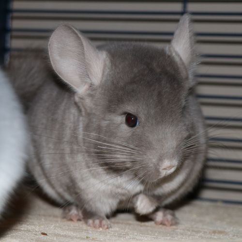 BE2309042 - Chinchilla à Adopter - Gembloux BE2309042 - Chinchilla à Adopter - Uccle - AnimalWeb Belgique