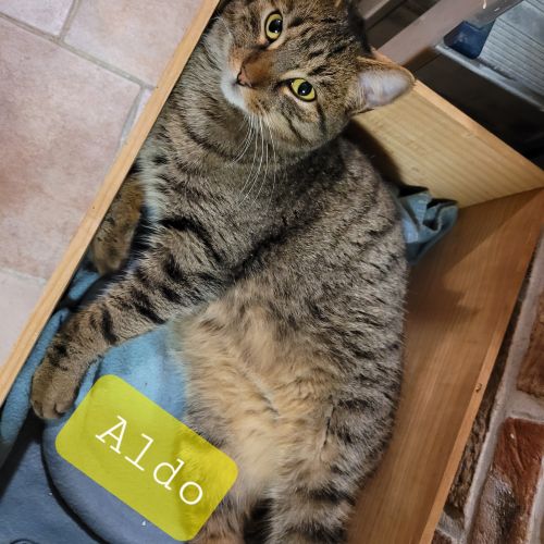 BE2309046 - Aldo - Chat à adopter - Leuze-en-Hainaut BE2309046 - Aldo - Chat à adopter - Leuze-en-Hainaut - AnimalWeb Belgi