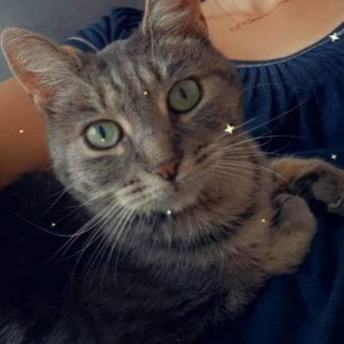 BE2309047 - Frida - Chat perdu - Solre-sur-Sambre BE2309047 - Frida - Chat perdu - Solre-sur-Sambre - AnimalWeb Belgique