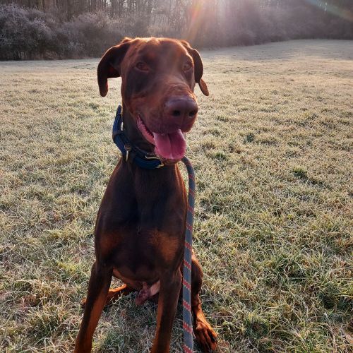 #BE2309049 - Chien à Adopter #BE2309049 - Chien à Adopter