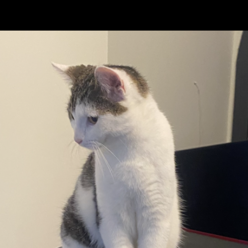 BE2309055 - Snickers - Chat perdu - Esneux BE2309055 - Snickers - Chat perdu - Esneux - AnimalWeb Belgique