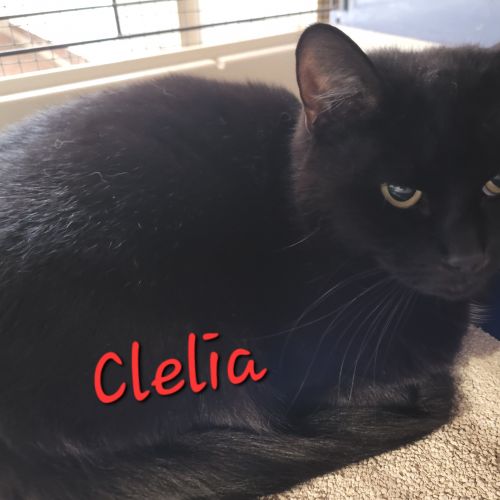 BE2309058 - Clélia - Chat à adopter - Leuze-en-Hainaut BE2309058 - Clélia - Chat à adopter - Leuze-en-Hainaut - AnimalWeb Bel